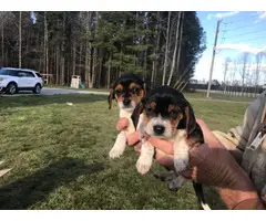 5 Beagle puppies looking for new homes - 3