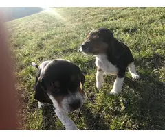 5 Beagle puppies looking for new homes - 4