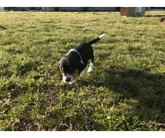 5 Beagle puppies looking for new homes - 5