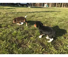 5 Beagle puppies looking for new homes - 6