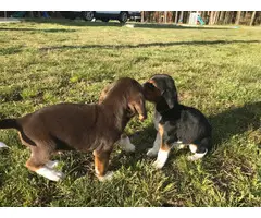 5 Beagle puppies looking for new homes - 7