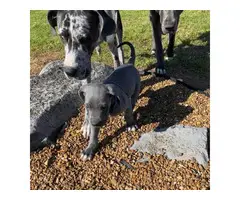 AKC Great Dane Puppies for sale