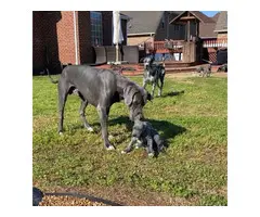 AKC Great Dane Puppies for sale - 2