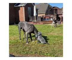 AKC Great Dane Puppies for sale - 3