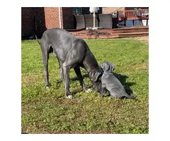 AKC Great Dane Puppies for sale - 4