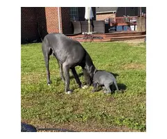 AKC Great Dane Puppies for sale - 5