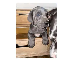 AKC Great Dane Puppies for sale - 6