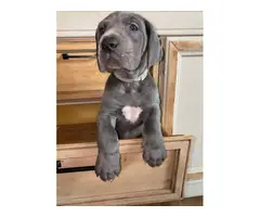 AKC Great Dane Puppies for sale - 7