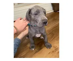 AKC Great Dane Puppies for sale - 8