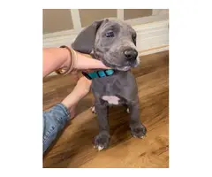 AKC Great Dane Puppies for sale - 9