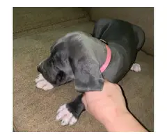 AKC Great Dane Puppies for sale - 12