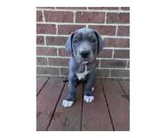 AKC Great Dane Puppies for sale - 14