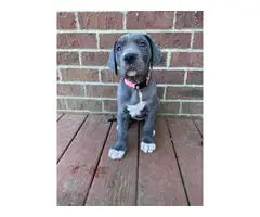 AKC Great Dane Puppies for sale - 15