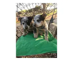 2 male Blue Heeler puppies