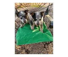 2 male Blue Heeler puppies - 2