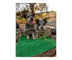 2 male Blue Heeler puppies - 3