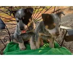 2 male Blue Heeler puppies - 4
