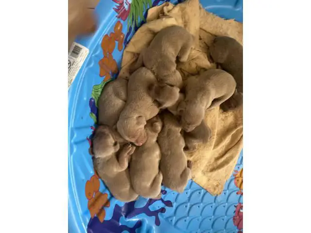 8 weeks old Purebred Weimaraner puppies - 8/9