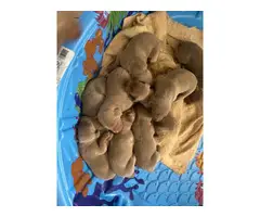 8 weeks old Purebred Weimaraner puppies - 8