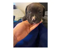 5 Pit bull puppies for sale