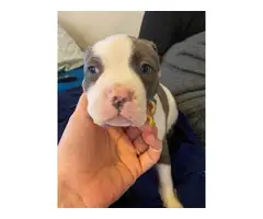 5 Pit bull puppies for sale - 4