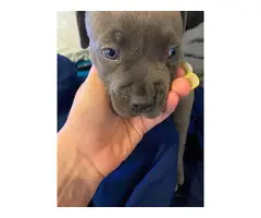 5 Pit bull puppies for sale - 6