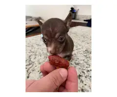 2 month old chihuahua - 3