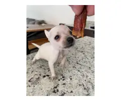 2 month old chihuahua - 6