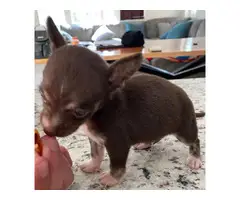 2 month old chihuahua - 7
