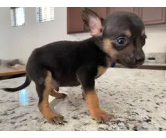 2 month old chihuahua - 8