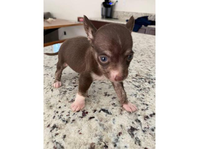 2 month old chihuahua Woodland - Puppies for Sale Near Me