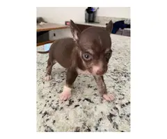 2 month old chihuahua - 11