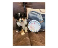 3 Aussie puppies ready for their forever home - 1