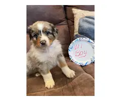 3 Aussie puppies ready for their forever home - 3
