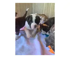 9 American Bulldog puppies for sale