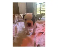 9 American Bulldog puppies for sale - 4