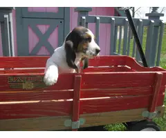 8 weeks old basset hound puppies for sale - 2