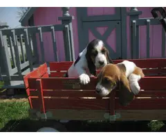8 weeks old basset hound puppies for sale - 3