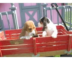 8 weeks old basset hound puppies for sale - 4