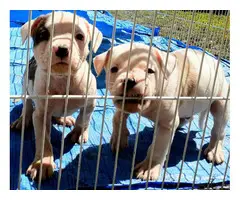 6 males and 6 females Pitbull puppies for sale - 2