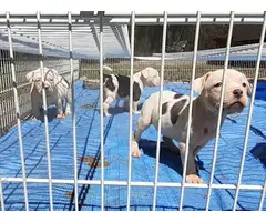 6 males and 6 females Pitbull puppies for sale - 7
