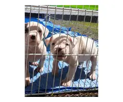 6 males and 6 females Pitbull puppies for sale - 10