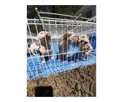 6 males and 6 females Pitbull puppies for sale - 11