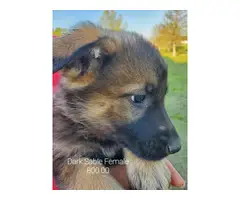 AKC German Shepherd puppies - 7