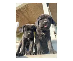 Cane corso puppies