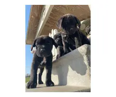 Cane corso puppies - 2