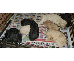 5 females and 1 male Standard poodle puppies - 1