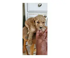 5 females and 1 male Standard poodle puppies - 5