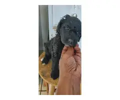 5 females and 1 male Standard poodle puppies - 6