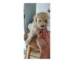 5 females and 1 male Standard poodle puppies - 9